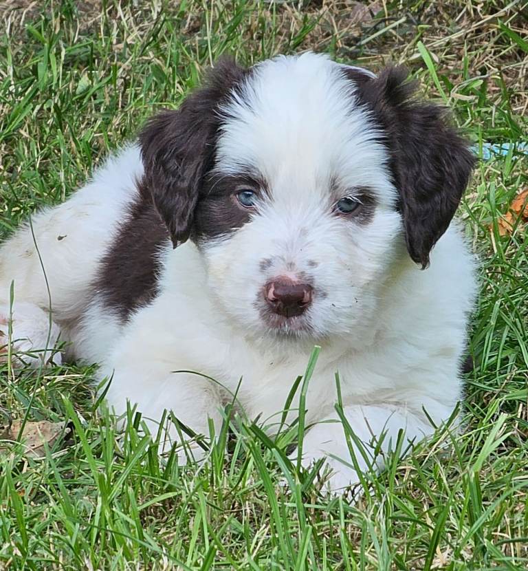 Border collie cross puppy 