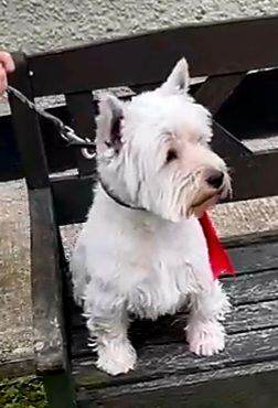 West hightland terrier pups 