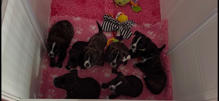 Jack Russell highland terrier pups 6 weeks old