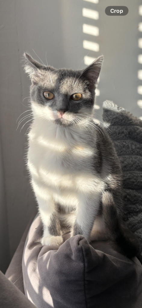 Grey an white kitten 