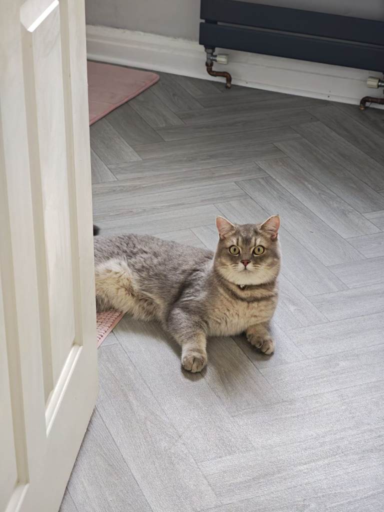 Silver/Blue Golden British Shorthair