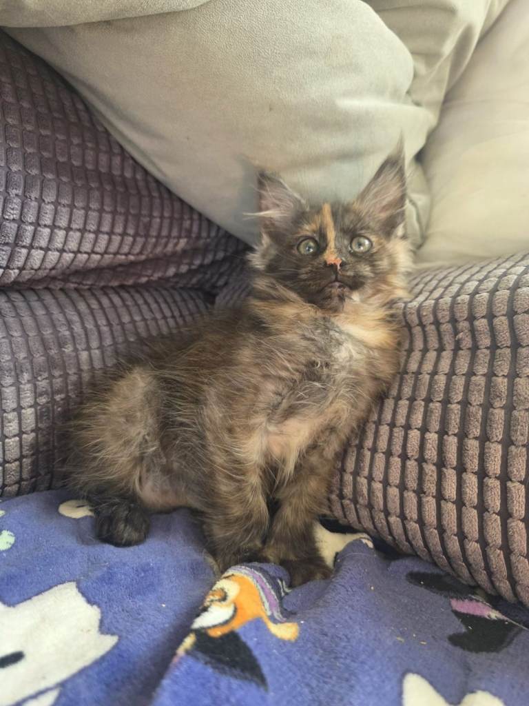 Female Maine Coon kitten. LAST ONE