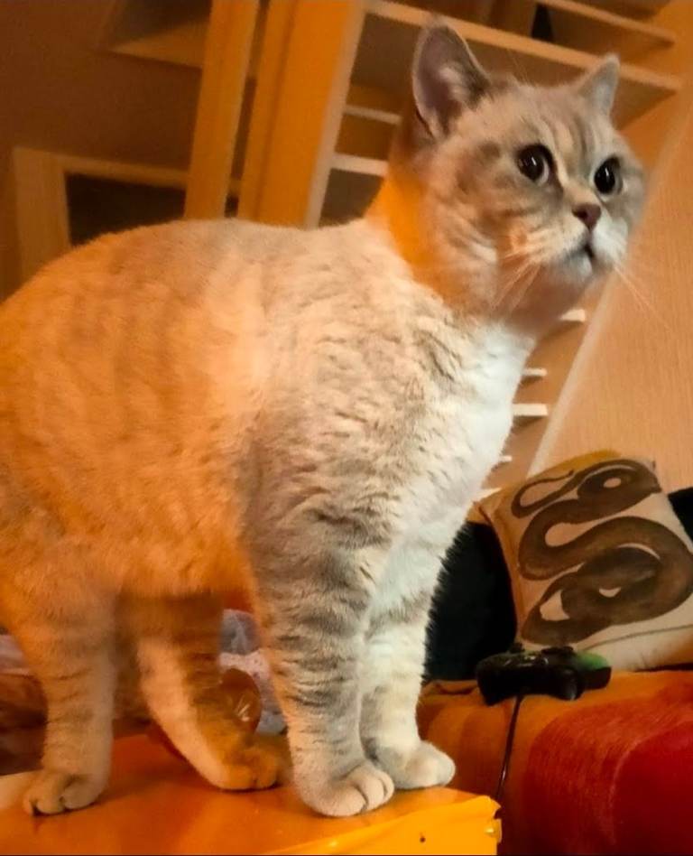 Beautiful RARE Lilac Lynx British shorthair Queen 