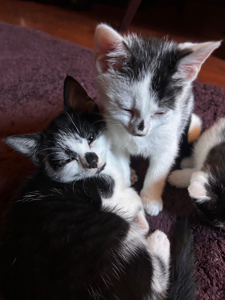 Kittens for sale 
