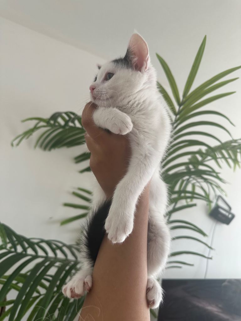 Beautiful Kittens ready now