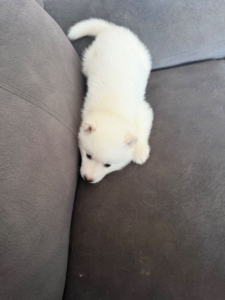 Siberian husky puppies for sale