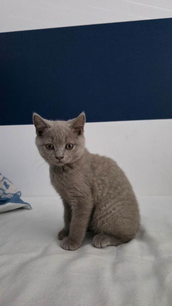 Pedigree lilac BSH shorthair 