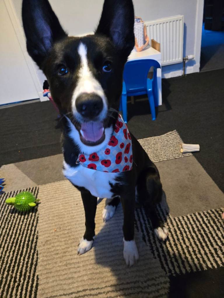 Collie cross German Shepherd