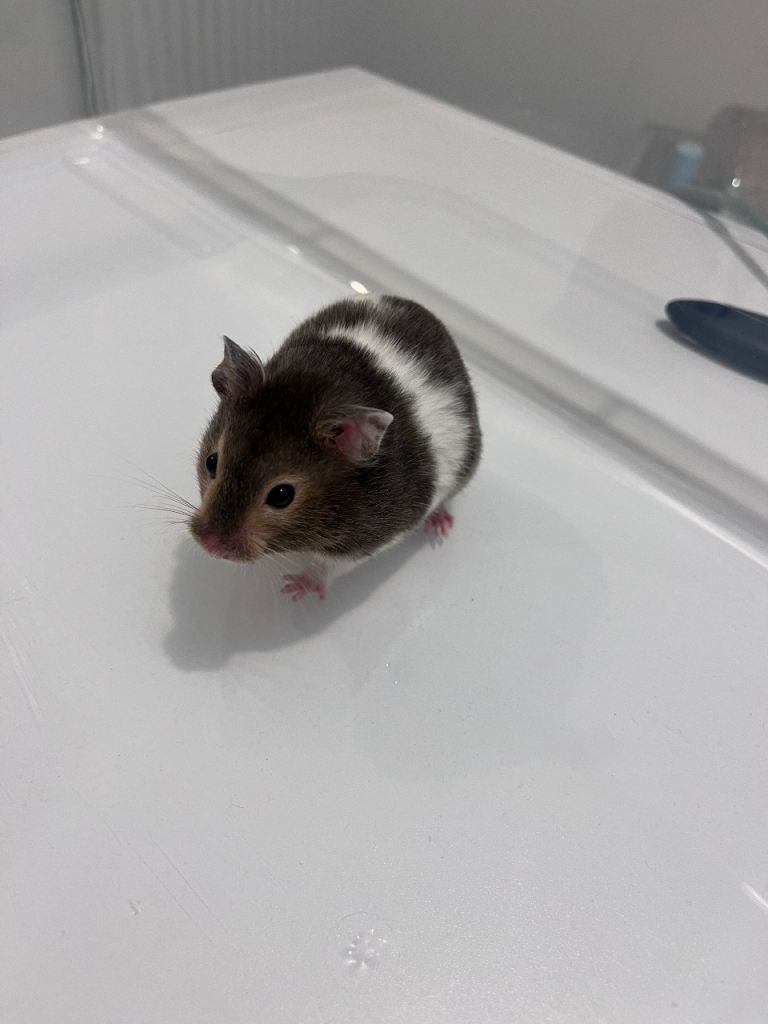Male hamster 6 months old  with cage