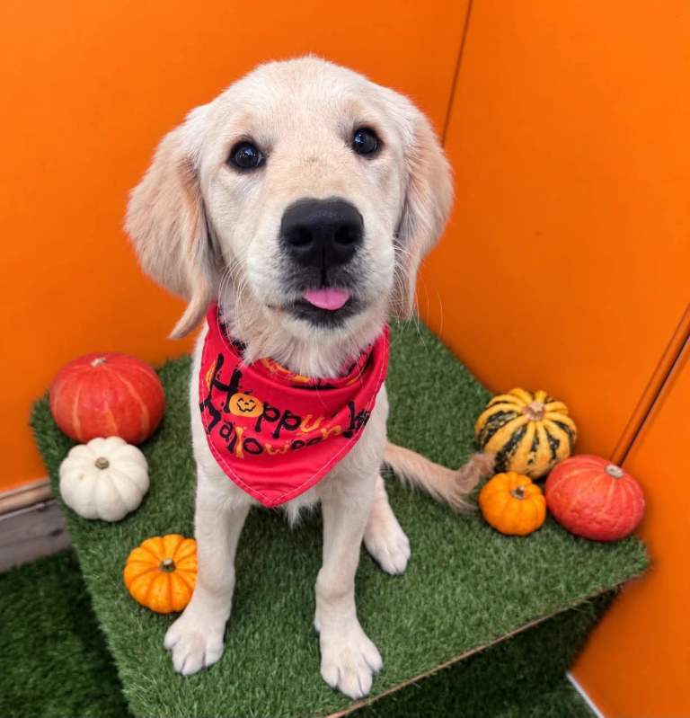 23 week old Golden Retriever 