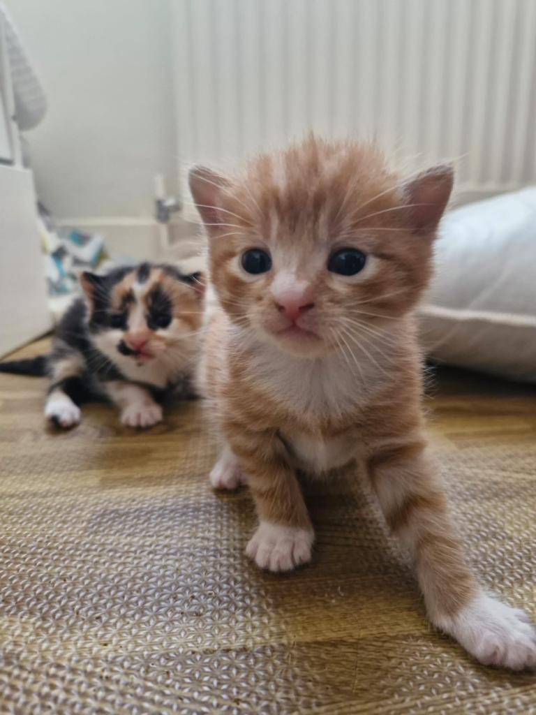 Mixed litter