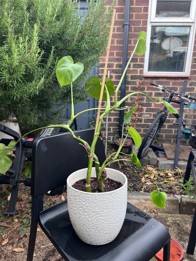 Monstera Plant in White ceramic pot 