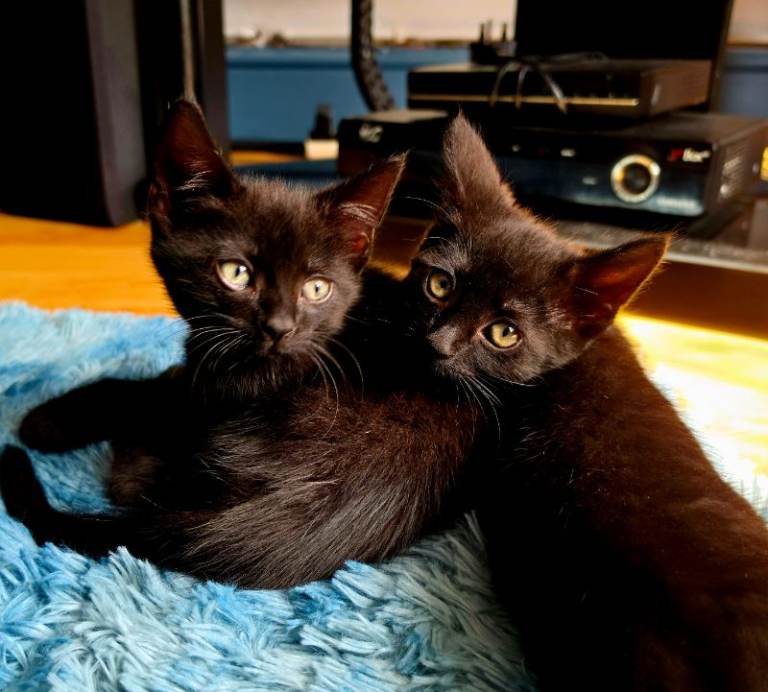 ×2 (M) Kittens (Black) fully vax flead and dewormed