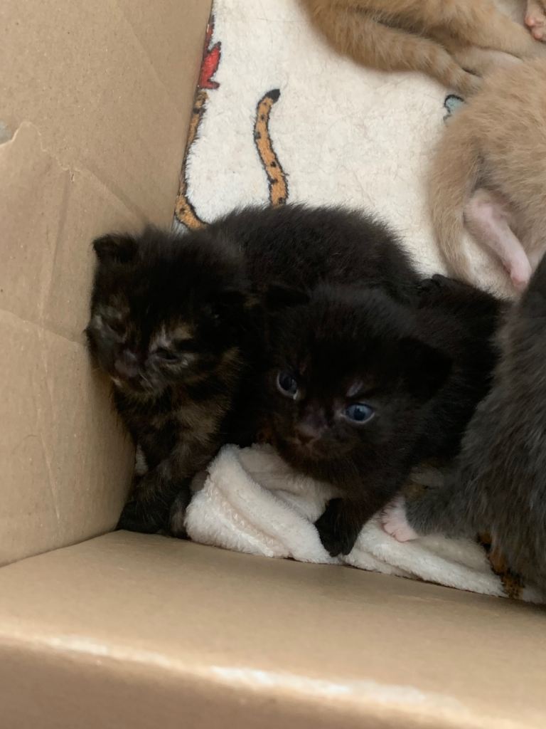 🐾 2 KITTYS READY TO GO FROM SEPTEMBER 16TH