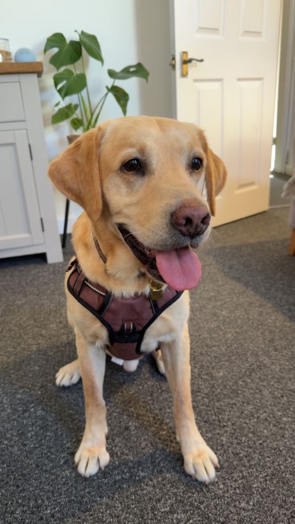 Labrador 