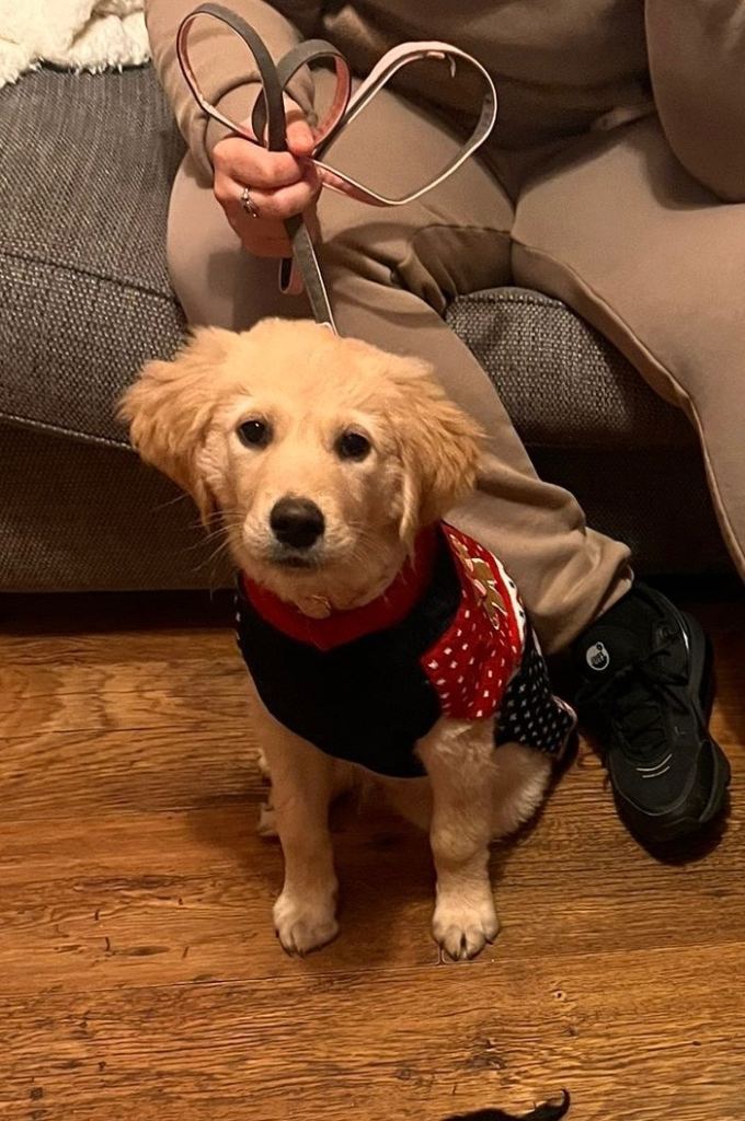 14week old golden retriever 