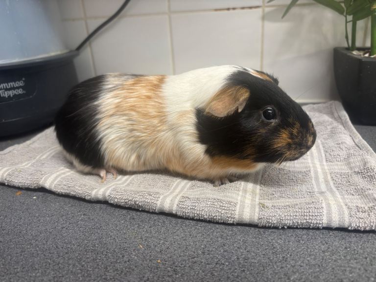 Male (Boar) guinea pig for sale 