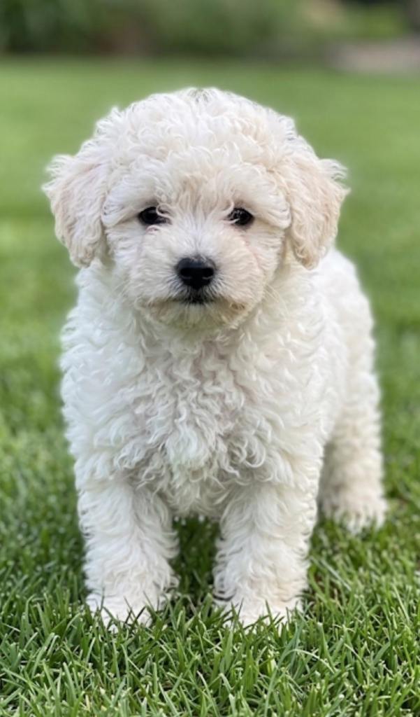  maltipoo puppies