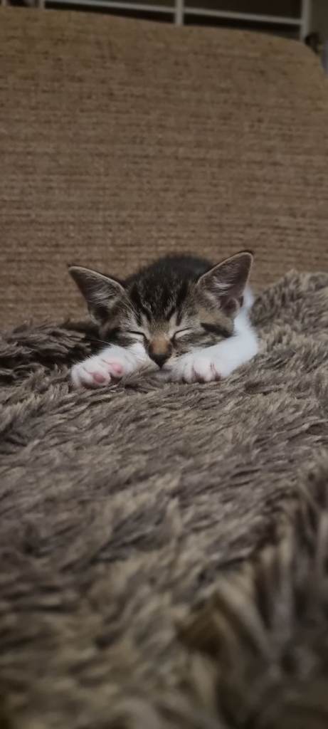 3 beautiful kittens 