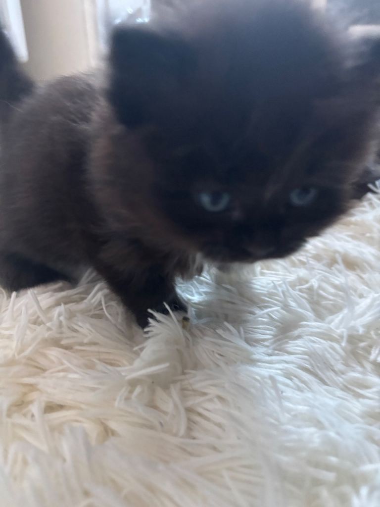 half norwegian kittens 