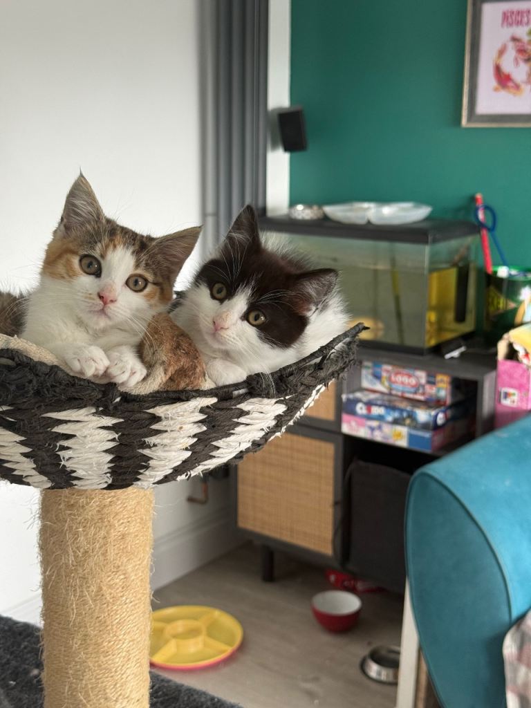 2 beautiful Kittens 