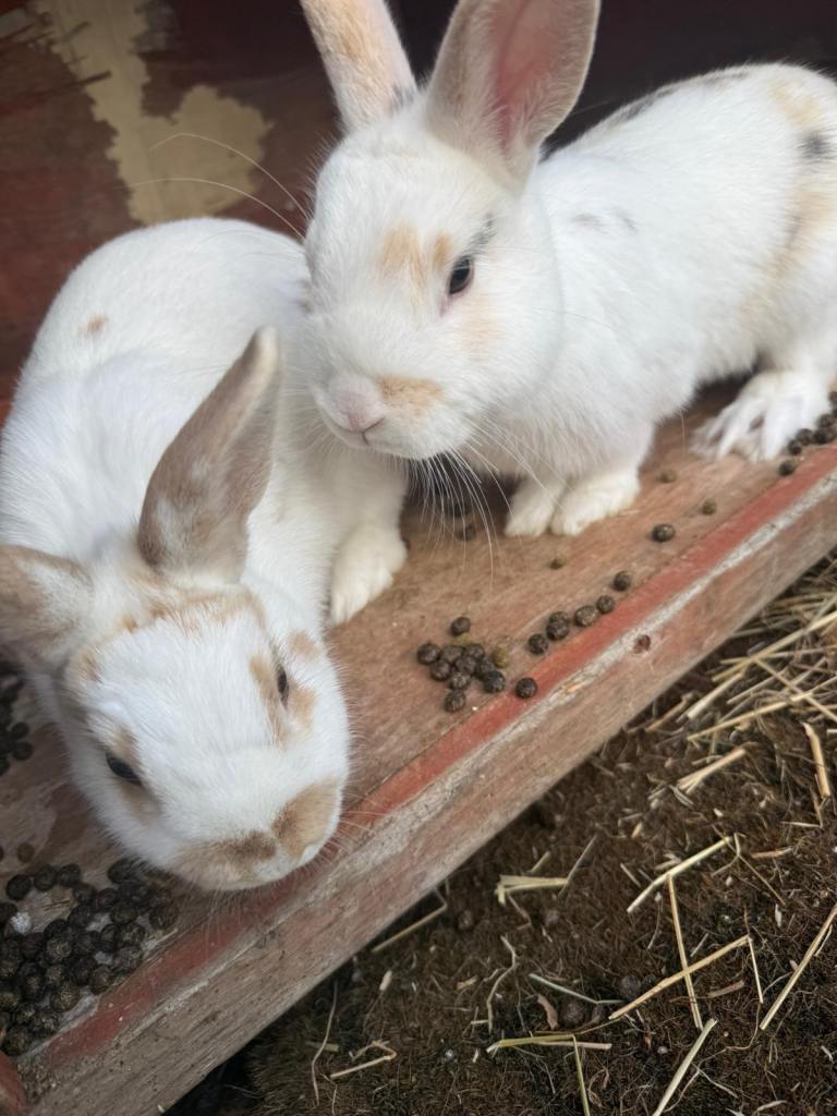 Rabbits for sale