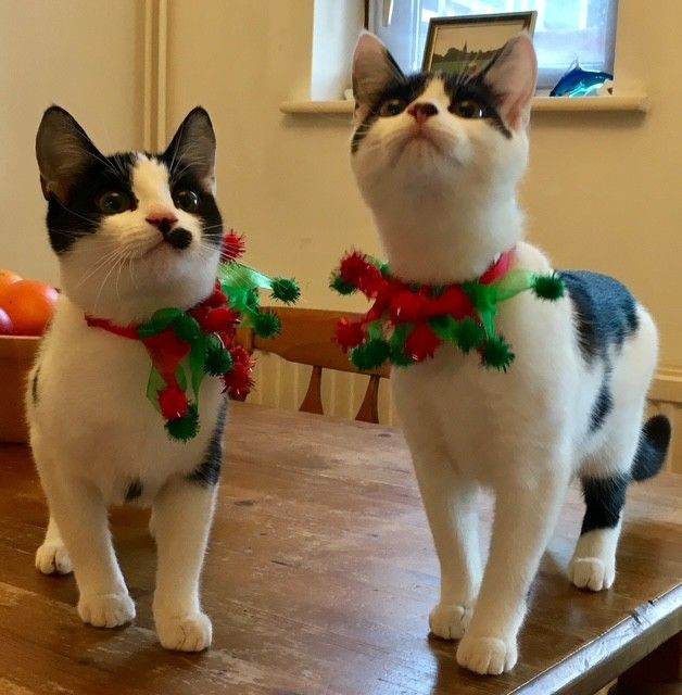 Sisters 