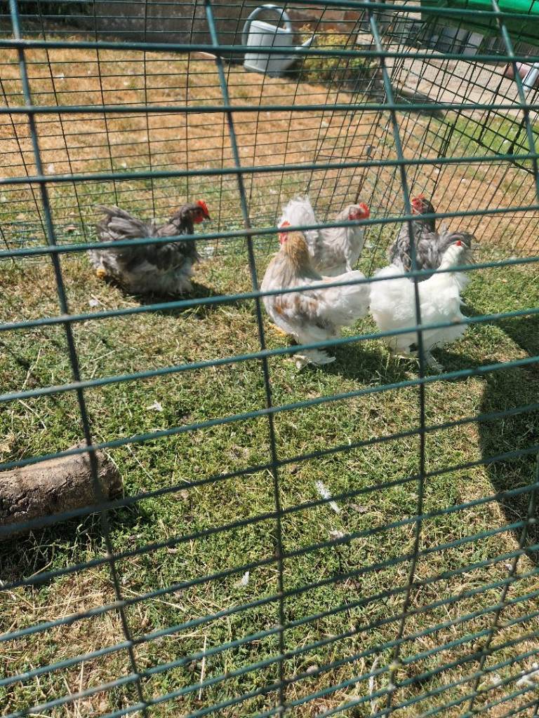 Pekin bantams Cockrels £5