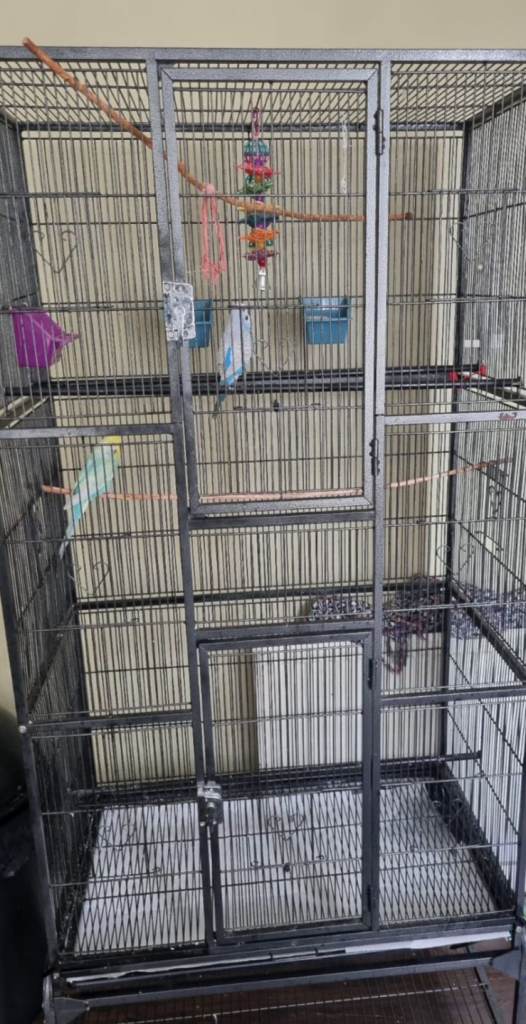 Budgies Budgerigars and Large Cage