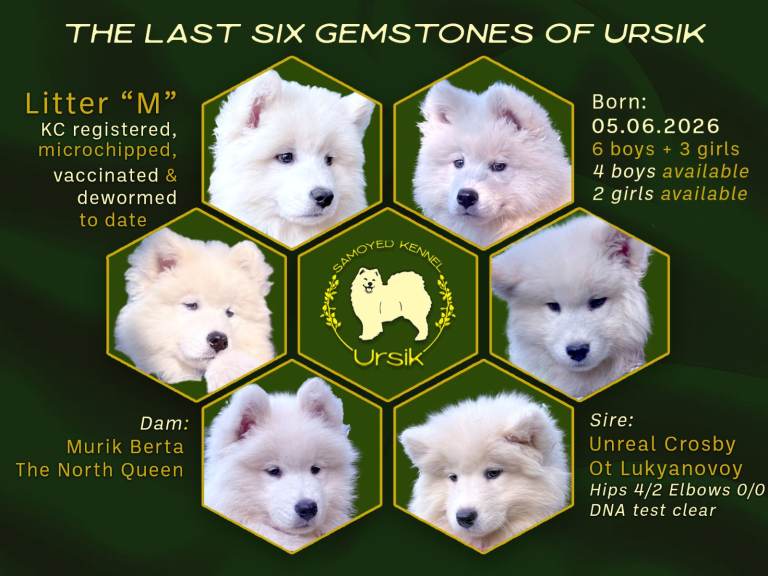 KC Registered Samoyed Puppies – Champion Sire
