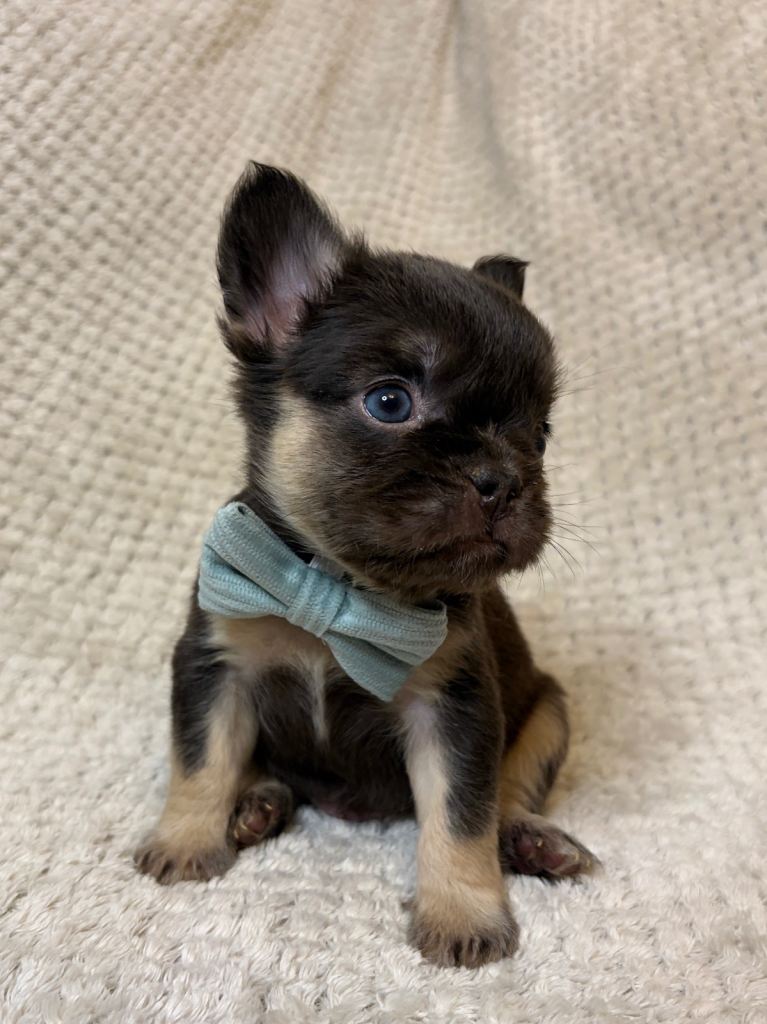 Fluffy French Bulldogs