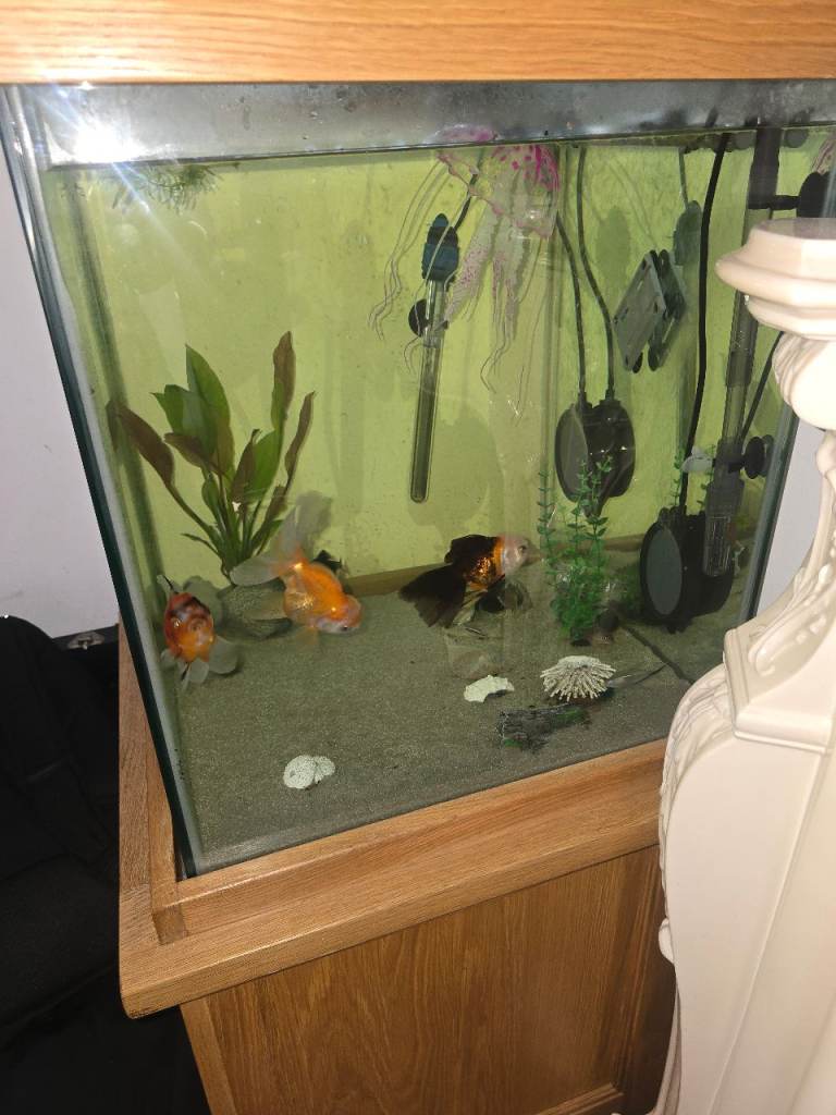 LARGE ORANDA FUSH X3
