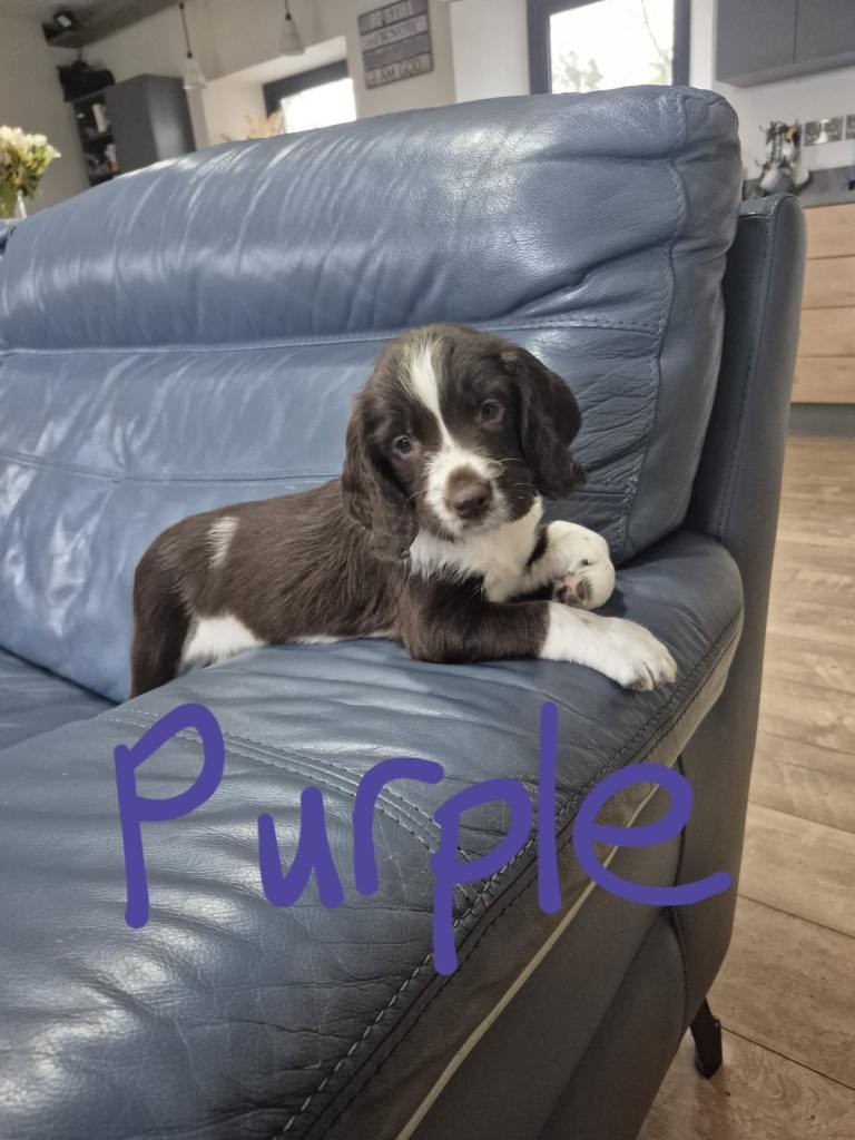 Beautiful English Springer Spaniel Pups Ready Now