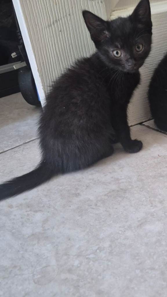 Adorable Female Kittens 🐾