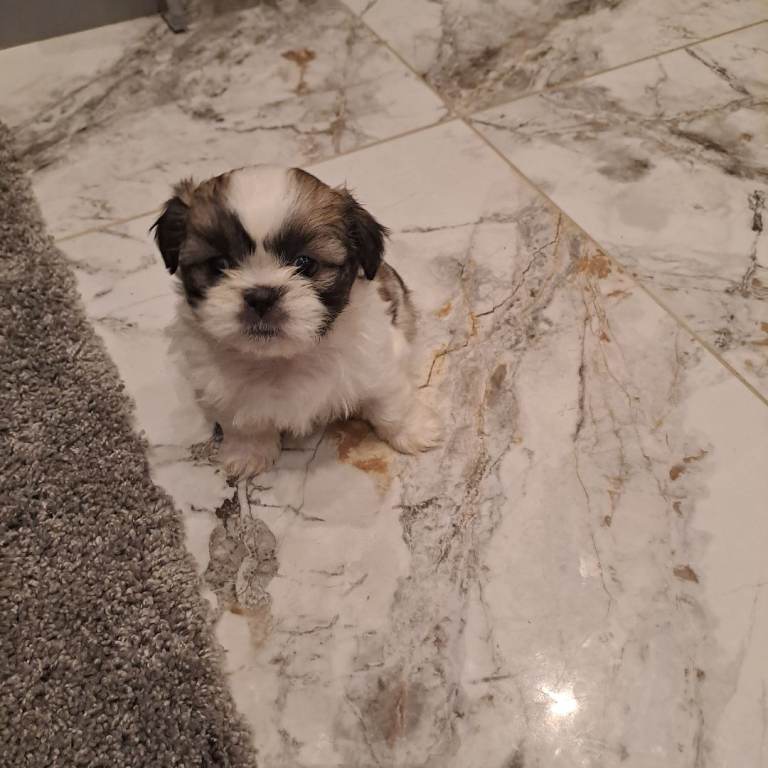 Shih Tzu puppies 
