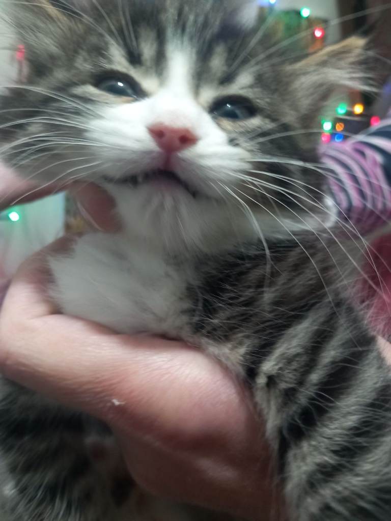 He will be 2 months old on December 17. Thick fur, nice and friendly boy kitten. Rare and beautiful.