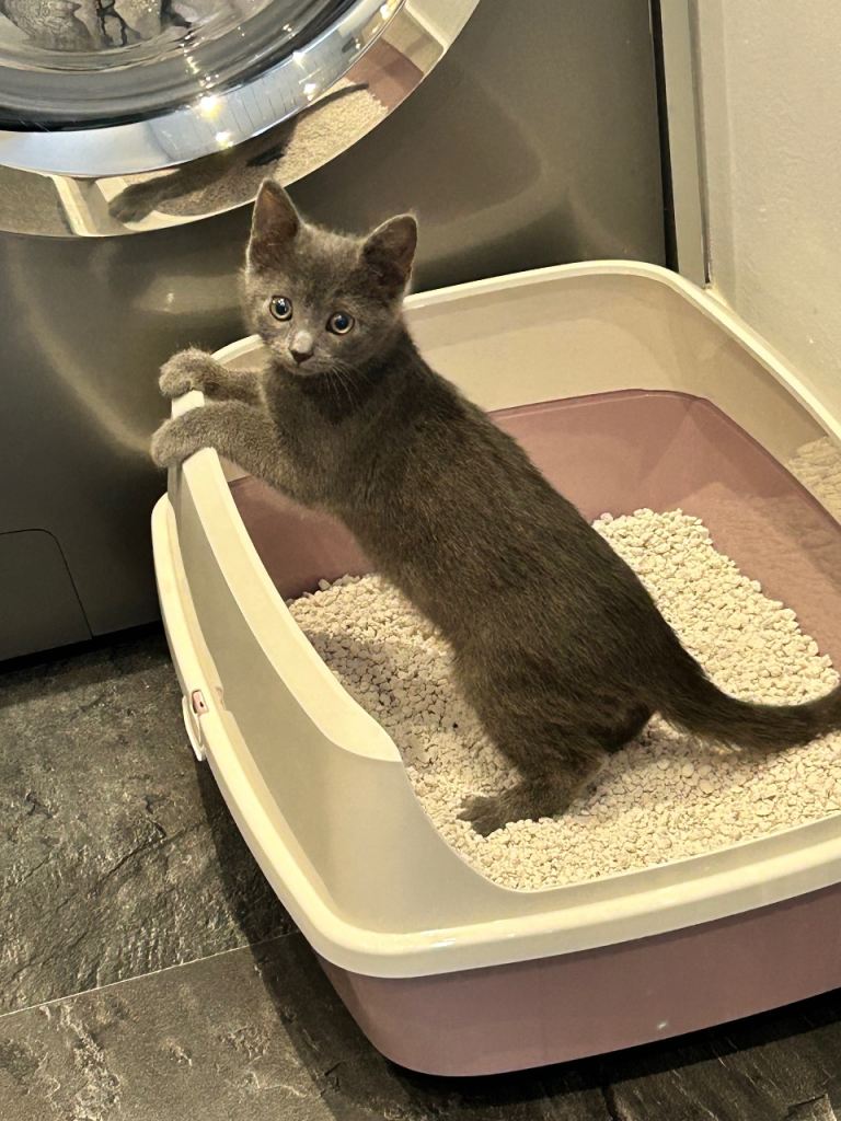 Grey female kitten with food, accessories, etc..