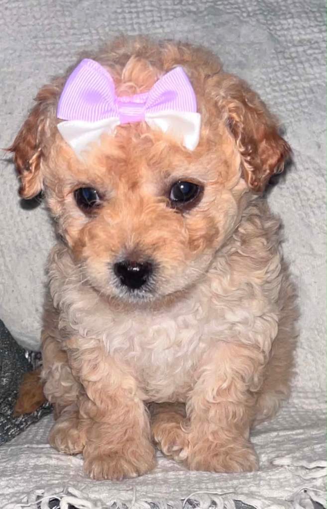 Lovely red toy maltipoo puppy