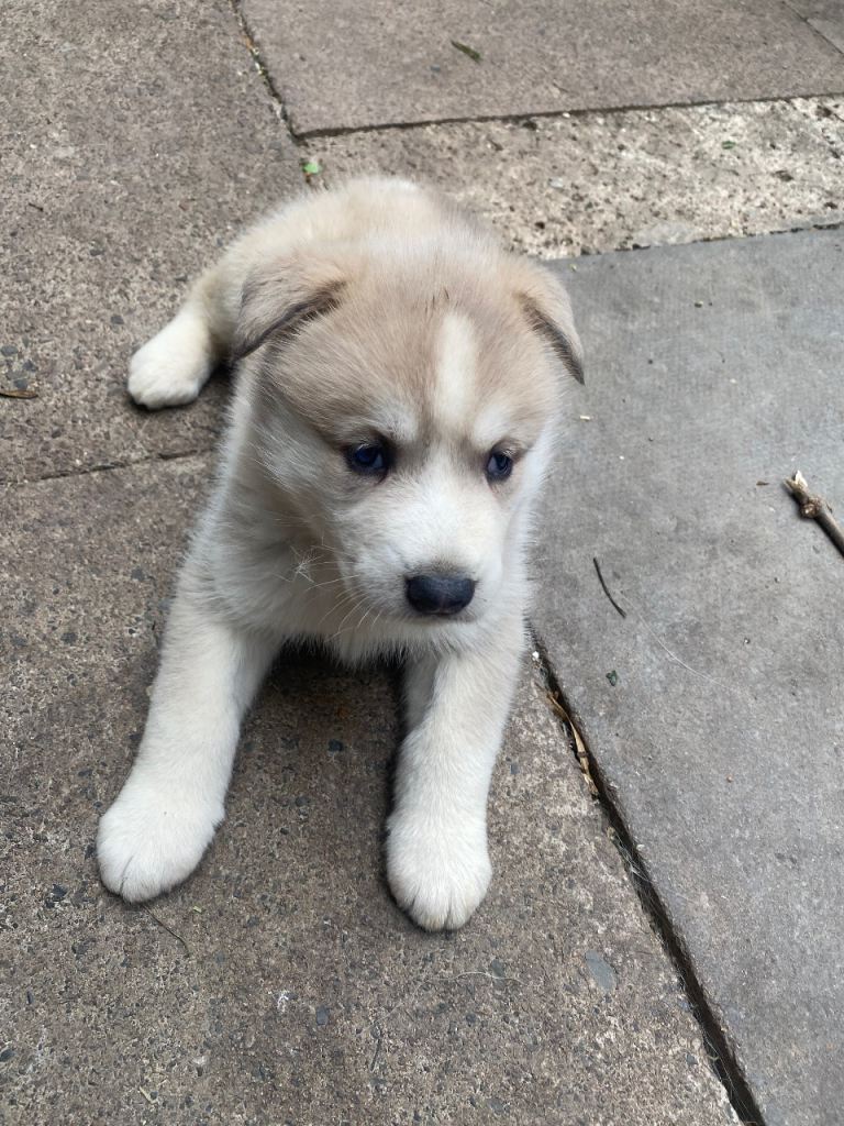 Husky cross Akita puppies