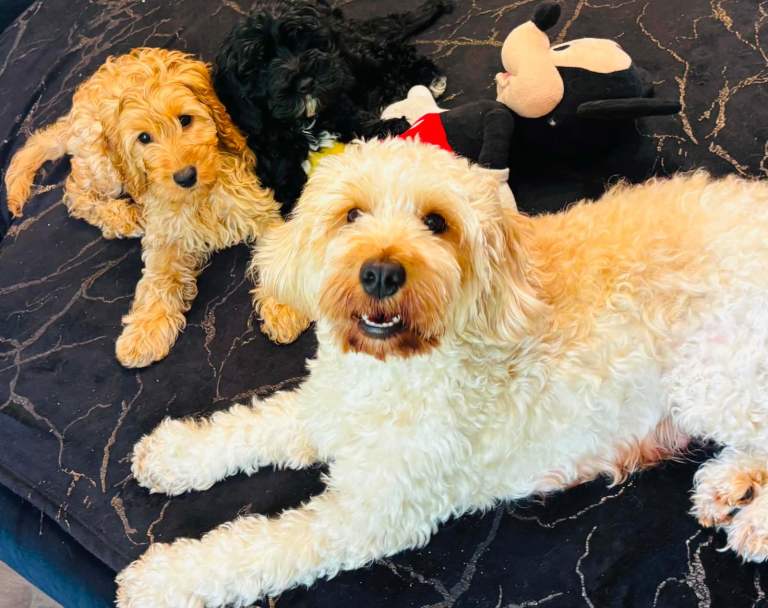 Stunning toy cockapoo 1puppy left