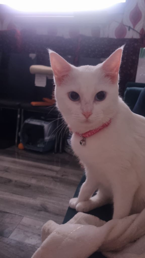 1 year old female kitten lilly 