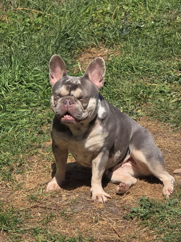 French Bulldog Female