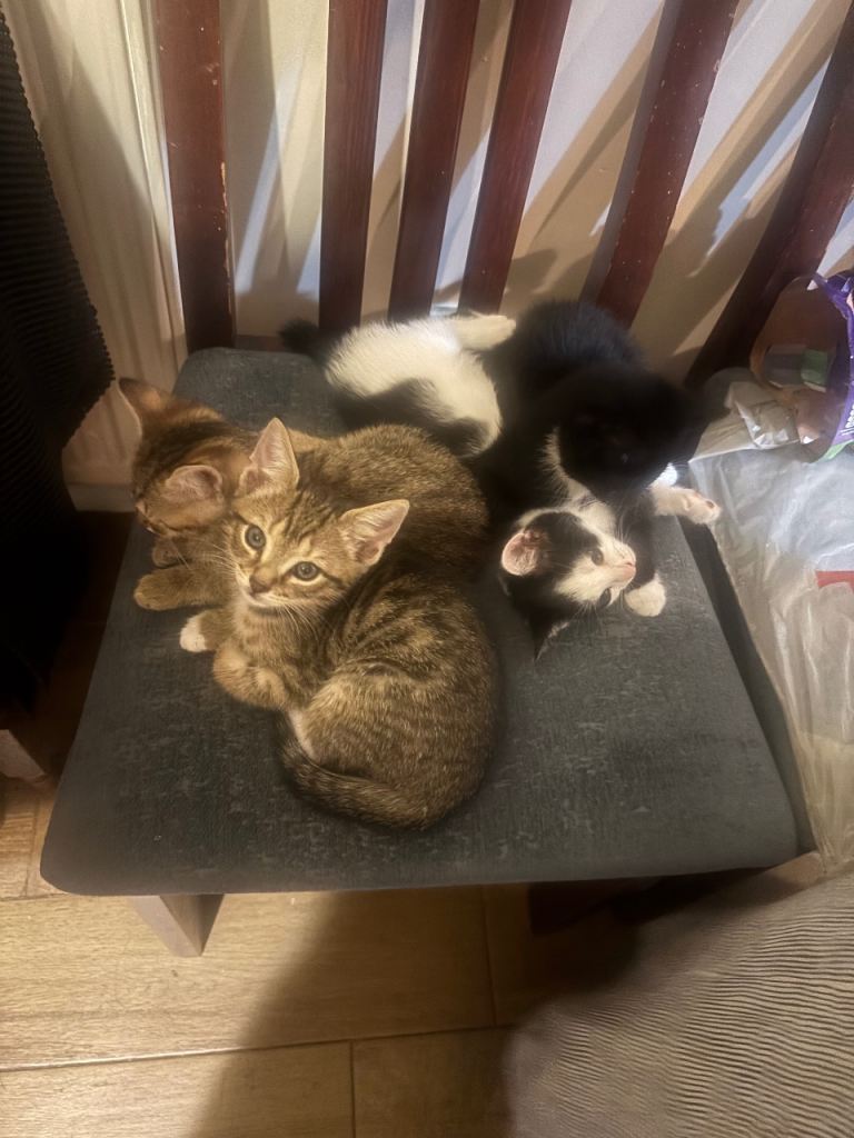 Kittens