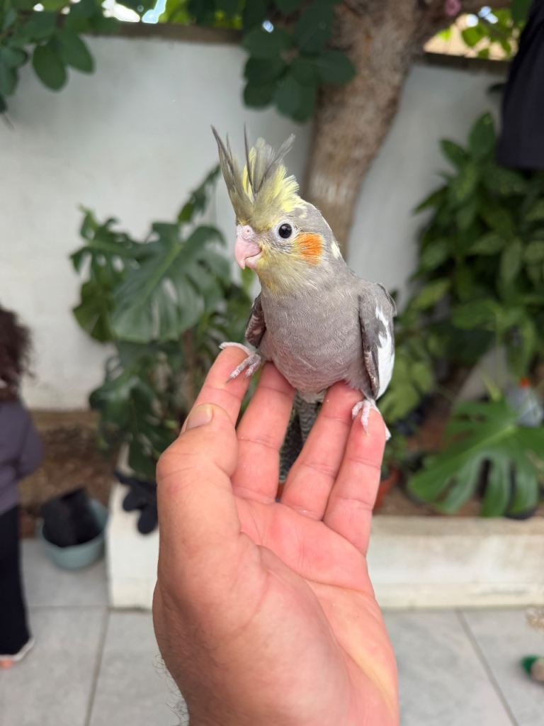 Baby cockatiels and budgies 
