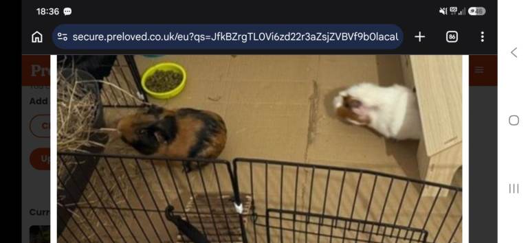 2x female guinea pigs 8 months old with cage and accessories