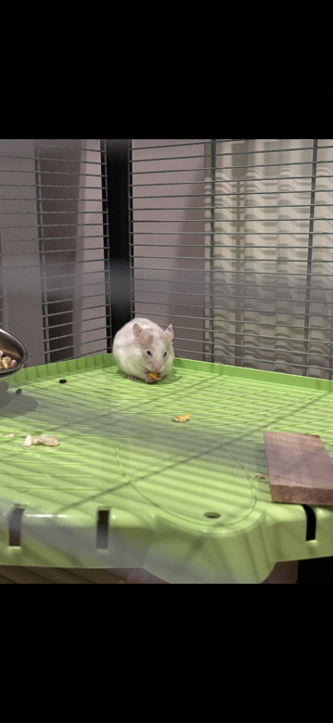 Gorgeous white hamster 