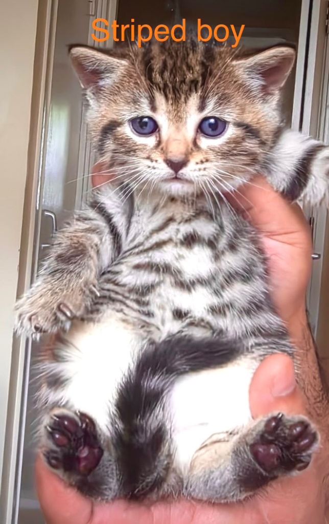 Bengal x British shorthair mix kittens