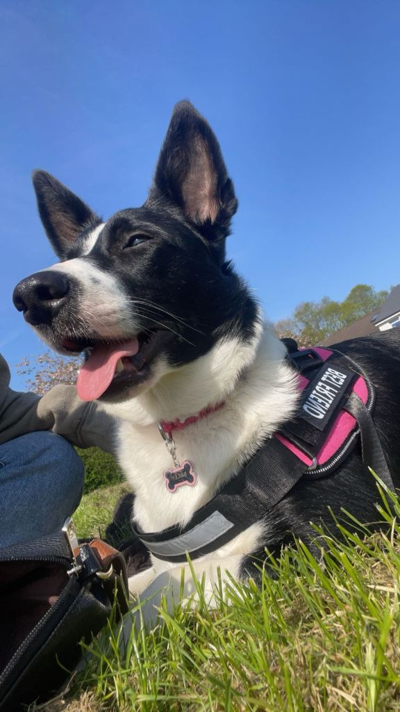 Border collie 