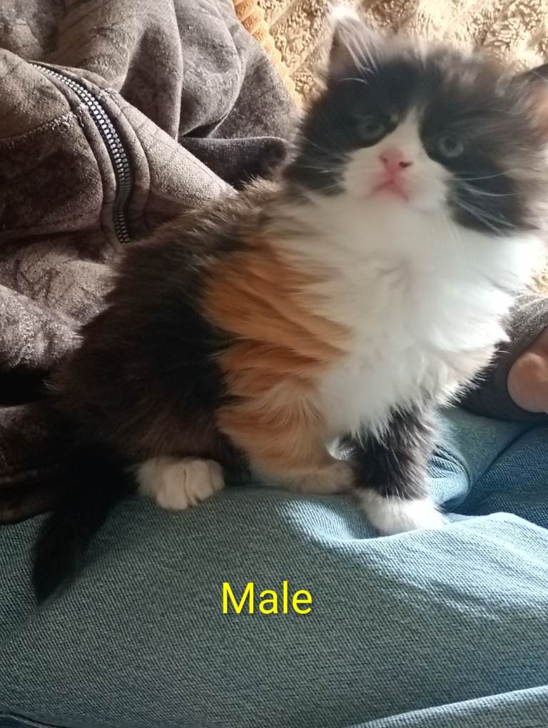 Kittens For Sale