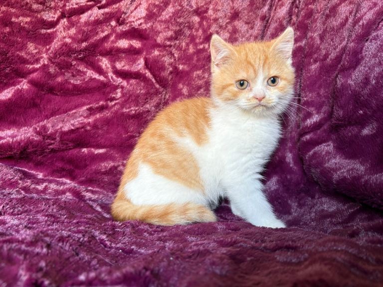 3 BSH boys looking for a family